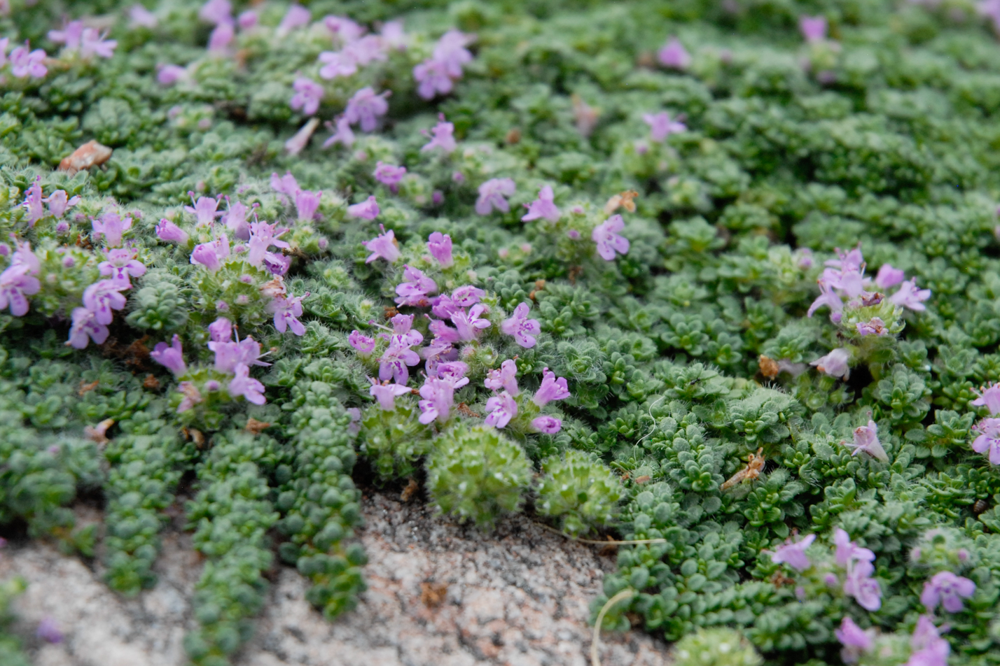 Dwarf Creeping Thyme